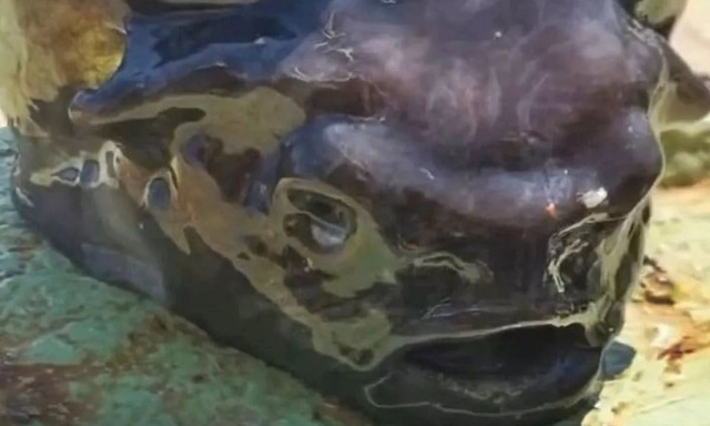 «Εξωγήινο» ψάρι με τεράστιο σώμα, κοφτερά δόντια και ανοιχτό στόμα τρομοκράτησε ψαρά