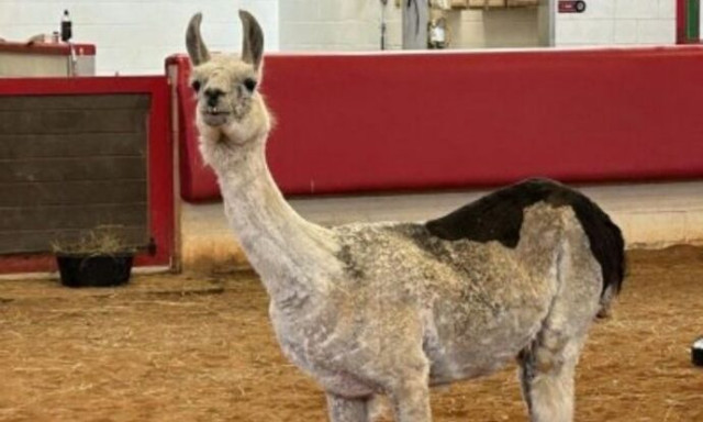 Βρέθηκε το γηραιότερο λάμα στον κόσμο - Πόσων χρονών είναι