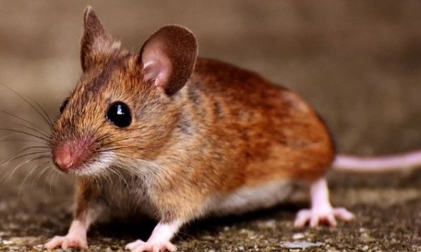 Ποντίκια «πιάστηκαν» στο... φακό να δίνουν πρώτες βοήθειες σε συντρόφους τους