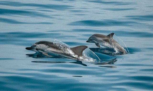 Τεράστιο κοπάδι από δελφίνια «χορεύουν» στον Θεολόγο Φθιώτιδας