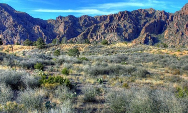 Συναγερμός με σπάνιο είδος φυτού στην έρημο - Κρατούν μυστική την τοποθεσία του
