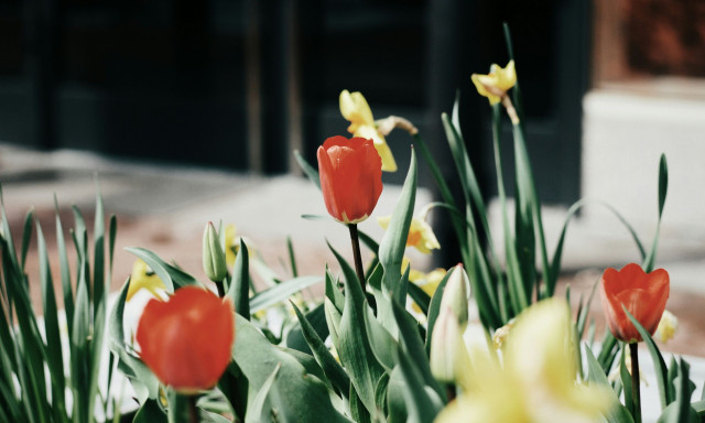 Επανάσταση στη φωτοσύνθεση: Νέα τεχνητή μέθοδος μετατρέπει τα απόβλητα σε ενέργεια