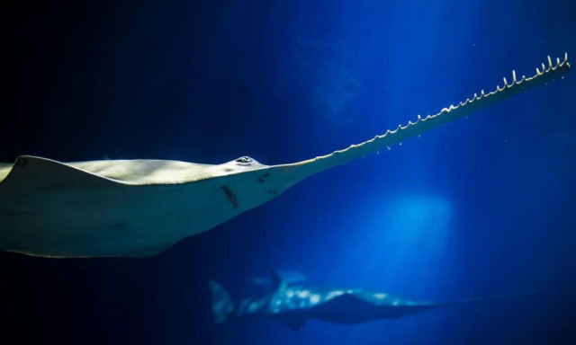 Ηνωμένο Βασίλειο: Ενυδρείο βοηθά στην διατήρηση και διάσωση ζώων σε όλο τον κόσμο