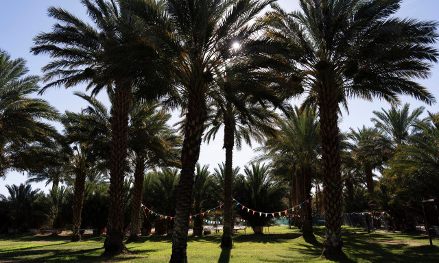 Φοίνικες στην Αρκτική αλλάζουν την κλιματική ιστορία της Γης