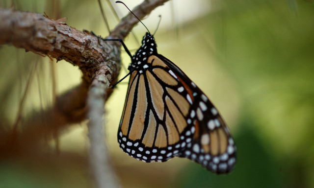 Το «φαινόμενο της πεταλούδας»-  Μειώνεται καταστροφικά ο πληθυσμός τους και απειλεί οικοσυστήματα