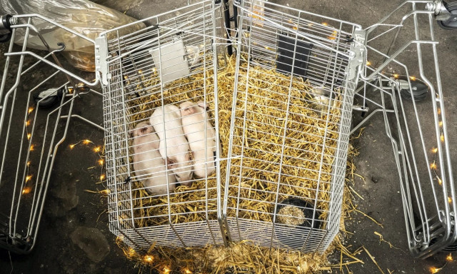 Δανία: Γουρουνάκια που αφέθηκαν να λιμοκτονίσουν στο πλαίσιο μιας έκθεσης τέχνης, κλάπηκαν