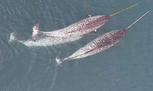 Πώς η «φάλαινα-μονόκερος» χρησιμοποιεί τον χαυλιόδοντα της - Δείτε βίντεο