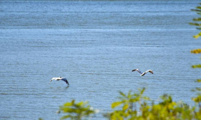 Κρούσμα της γρίπης των πτηνών στη λίμνη Κερκίνη - Ποια μέτρα προβλέπονται