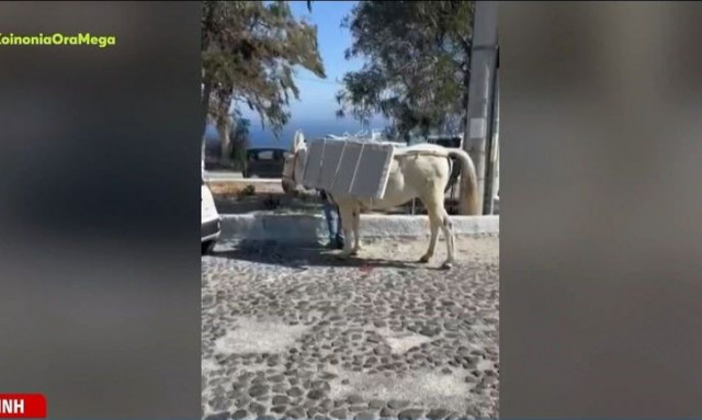 Σαντορίνη: Εικόνες οργής με φορτωμένα γαϊδουράκια - Τα βάζουν να κουβαλούν οικοδομικά υλικά