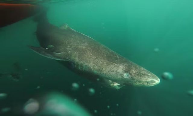 Καρχαρίες της Γροιλανδίας: Ο λόγος που ζουν για αιώνες χωρίς καρκίνο