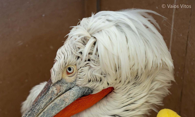 Αργυροπελεκάνος υπέστη ηλεκτροπληξία από καλώδια της ΔΕΗ - Κινδυνεύει να μείνει ανάπηρος