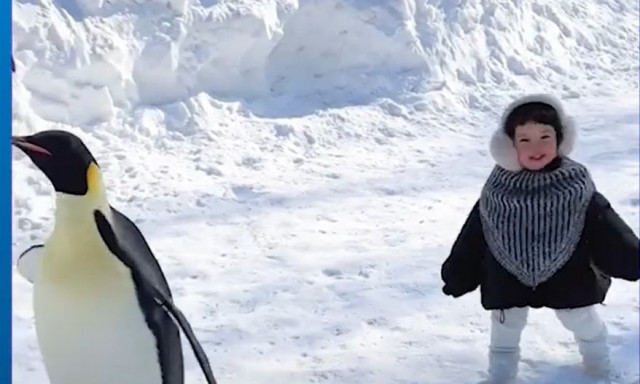Κοριτσάκι παίζει με τους πιγκουίνους και μιμείται το βάδισμά τους - Η αντίδρασή τους