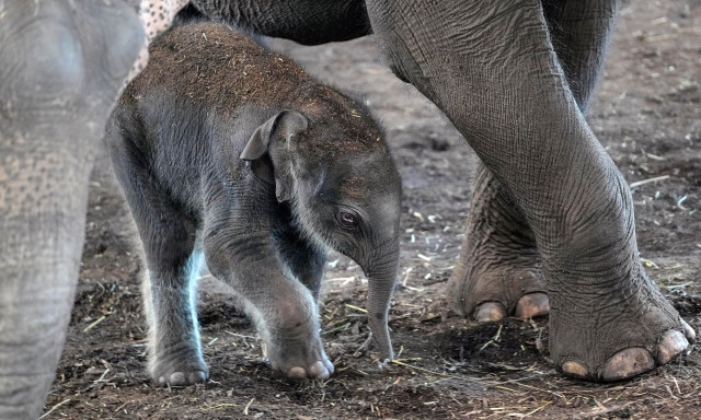 Ο ζωολογικός κήπος της Κολωνίας υποδέχεται ένα νεογέννητο ελεφαντάκι