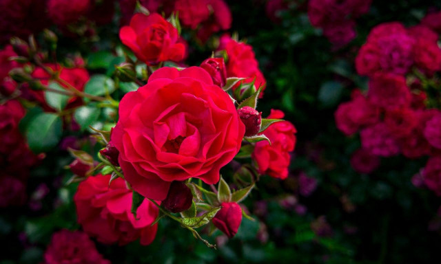 Ημέρα της Γυναίκας: Σε τι τιμές κυμαίνονται τα πιο όμορφα λουλούδια που μπορείτε να τους προσφέρετε