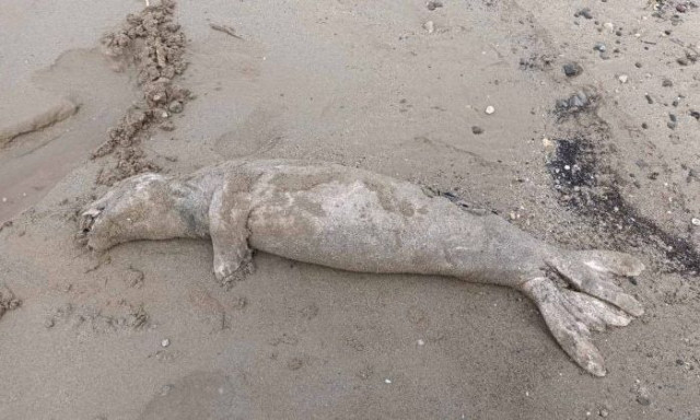 Κίσσαμος: Νεκρή φώκια εντοπίστηκε στην παραλία Κόκκινο Μετόχι