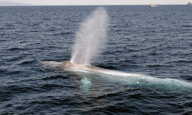 Πού πήγαν όλες οι γαλάζιες φάλαινες; Οι επιστήμονες ίσως βρήκαν την απάντηση
