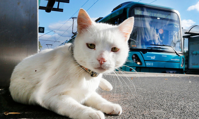 Νέα μελέτη: Οι γάτες έφτασαν στην Κίνα πριν από 1.400 χρόνια, αποκαλύπτει αρχαίο DNA