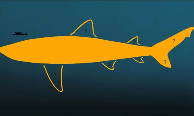 Ο μεγαλύτερος καρχαρίας που έζησε ποτέ μόλις έγινε μεγαλύτερος, λένε οι επιστήμονες