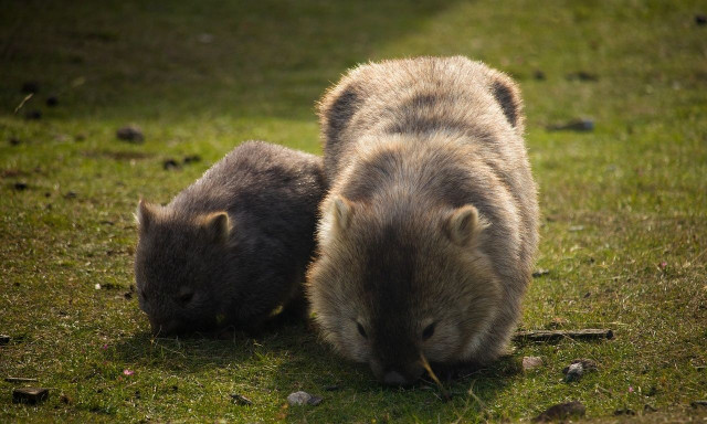 Αυστραλία: «Επειδή κράτησα ένα γουόμπατ, απείλησαν τη ζωή μου» - Η πρώτη απάντηση της influencer