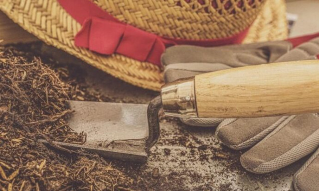 Η τρέλα που σαρώνει την Κίνα: Γιατί κλέβουν τις γλάστρες από τράπεζες