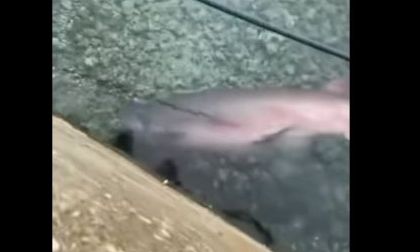 Μύκονος: Σπάνιο είδος καρχαρία εμφανίστηκε στα ρηχά