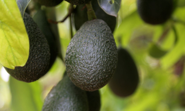 Αβοκάντο: Το μοντέρνο φρούτο με την πανάρχαια ιστορία 11.000 ετών