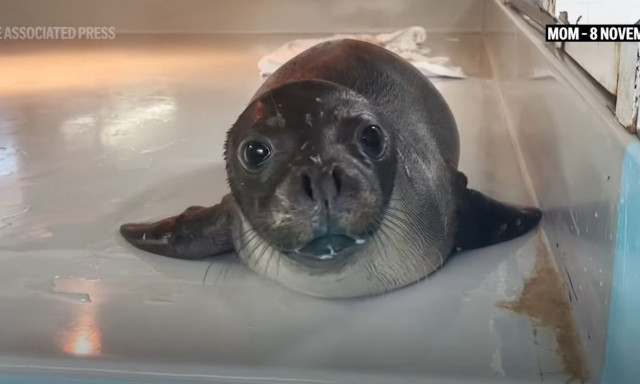 Μεσογειακή φώκια περιθάλπτηκε και απελευθερώθηκε στη φύση