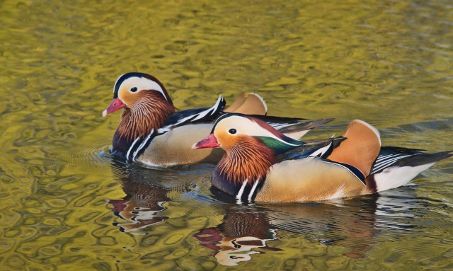 Η πιο όμορφη πάπια: Σπάνια καταγραφή Μανδαρίνου στην λίμνη Παμβώτιδα!