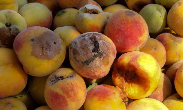 Στο ΦΕΚ η απόφαση για τις αποζημιώσεις στα παραμορφωμένα φρούτα – Αναλυτικά τα ποσά