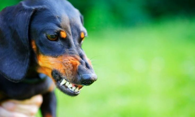 Ρωσία: Σκύλος έπνιξε «σιωπηλά» μέσα στην κούνια νεογέννητο