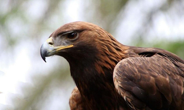 Καλαμάτα: Τα γεράκια της Πολεμικής Αεροπορίας - Η «ασπίδα» στα εκπαιδευτικά αεροσκάφη