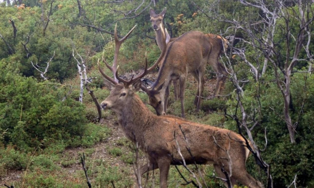 Επιχείρηση της ΕΜΑΚ στη Μαλακάσα - Απεγκλώβισαν ελάφια από πηγάδι
