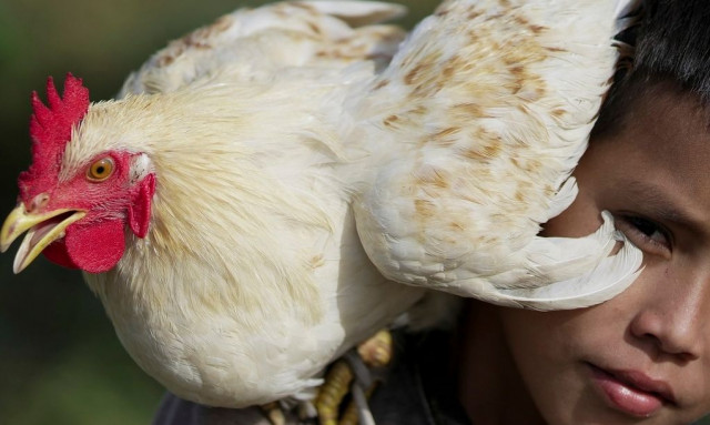 «Χαρίζονται κοτόπουλα»: Γιατί μοιράζουν πουλερικά πόλεις στην Ευρώπη