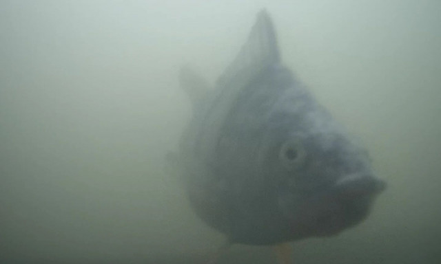 «Κουδούνι για ψάρια»: Με το πάτημα ενός κουμπιού μπορείτε να ανοίξετε την «πόρτα» σε ένα ψάρι