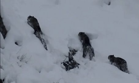 Πακιστάν: Τέσσερις λεοπαρδάλεις του χιονιού μαζί – Γιατί αποκαλούνται «τα φαντάσματα των βουνών»