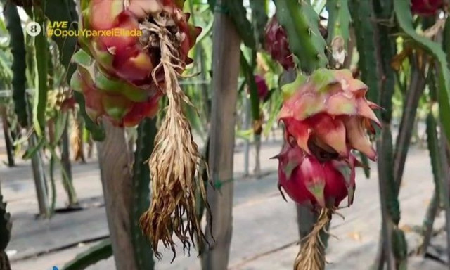 Dragon Fruit από την Καλαμάτα - Στην Κυπαρισσία τα πιο πρώιμα καρπούζια στην Ευρώπη