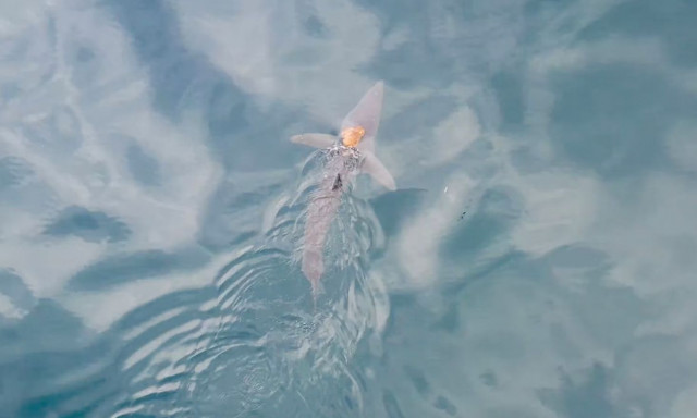 Χταπόδι πηδάει καρχαρία και κάνει βόλτα στην πλάτη του