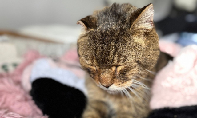 Η ελπίδα δεν σβήνει: Βρήκε τη γάτα της μετά από 7 χρόνια