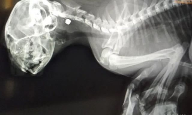 Πάτρα – Κτηνωδία στο Μιντιλόγλι: Αγνωστος πυροβολεί γάτες με αεροβόλο