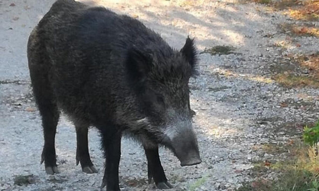 Καστοριά: Κυνηγός δέχθηκε επίθεση από αγριογούρουνο - Μεταφέρθηκε στο νοσοκομείο