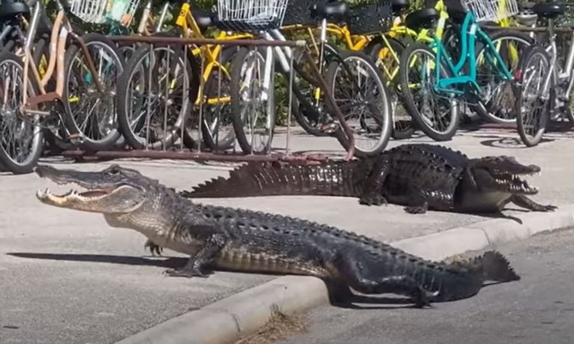 To απόλυτο fight club της φύσης: Κροκόδειλος του αλμυρού νερού εναντίον αλιγάτορα