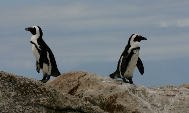 Νότια Αφρική: Τέλος στο ψάρεμα σε περιοχές αναπαραγωγής πιγκουίνων - Ιστορική απόφαση
