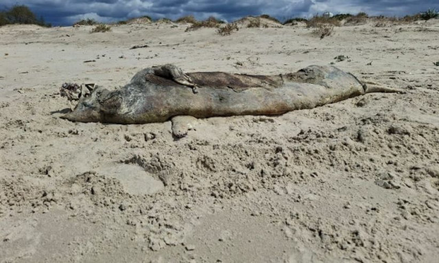 Δασοφύλακες εντόπισαν νεκρή μια σπάνια μεσογειακή φώκια σε ισραηλινή ακτή