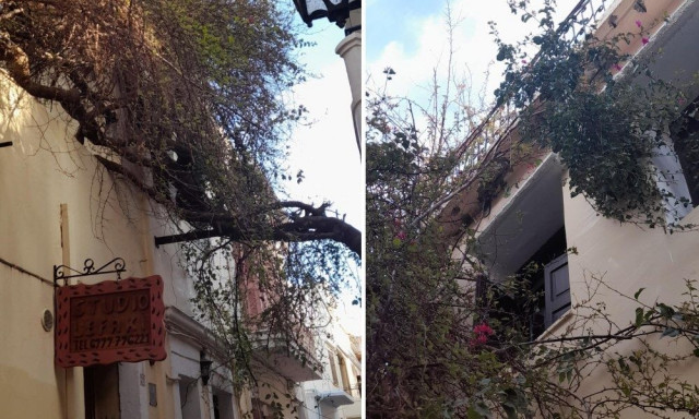 Ρέθυμνο: Η μπουκαμβίλια… μπούκαρε στα σπίτια – «Έχει δημιουργήσει ρωγμές στην πλάκα!»