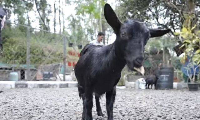 Μπήκε στο βιβλίο Γκίνες η μικρότερη κατσίκα του κόσμου - Έχει ύψος μόλις 40 εκατοστά