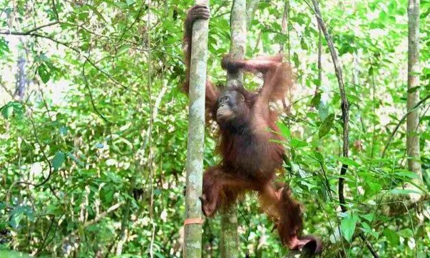 Τρεις ουρακοτάγκοι διασώθηκαν από παράνομη αιχμαλωσία και επέστρεψαν στο φυσικό τους περιβάλλον