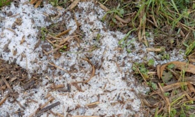 Τύρναβος: Χαλάζι χτύπησε δενδροκαλλιέργειες