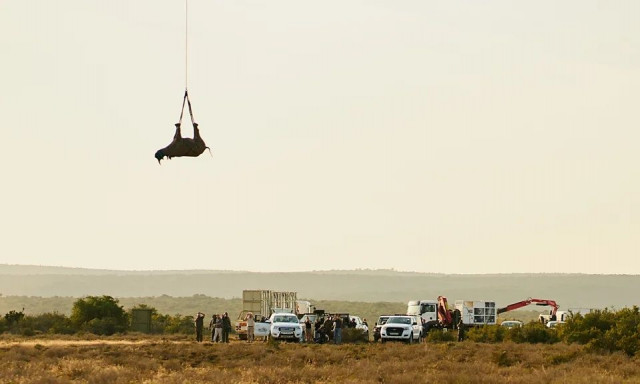 Πώς μετακινείς έναν ρινόκερο με ελικόπτερο; Κρεμασμένο ανάποδα από τα πόδια του