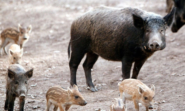 Αγριογούρουνα κάνουν βόλτες στο αεροδρόμιο και το λιμάνι Ιωαννίνων