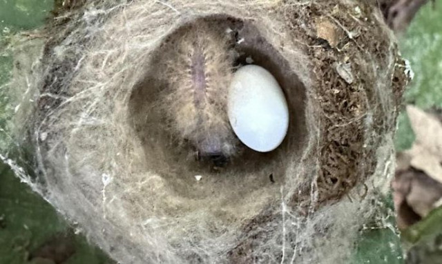 Μικρό κολιμπρί μιμείται δηλητηριώδη κάμπια για να μην φαγωθεί από αρπακτικά - Δείτε βίντεο